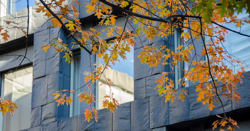 Bild som visar riksbankshuset med höstlöv